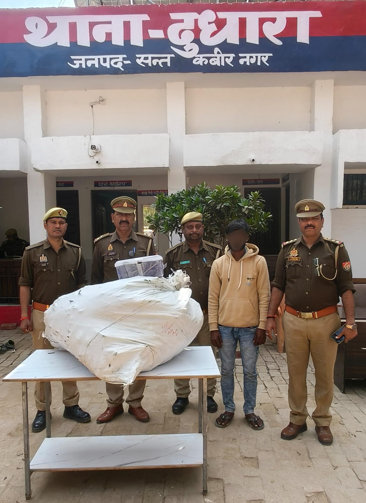 संत कबीर नगर में अवैध अफीम की खेती का भंडाफोड़, 28.5 किलो पौधों के साथ एक गिरफ्तार